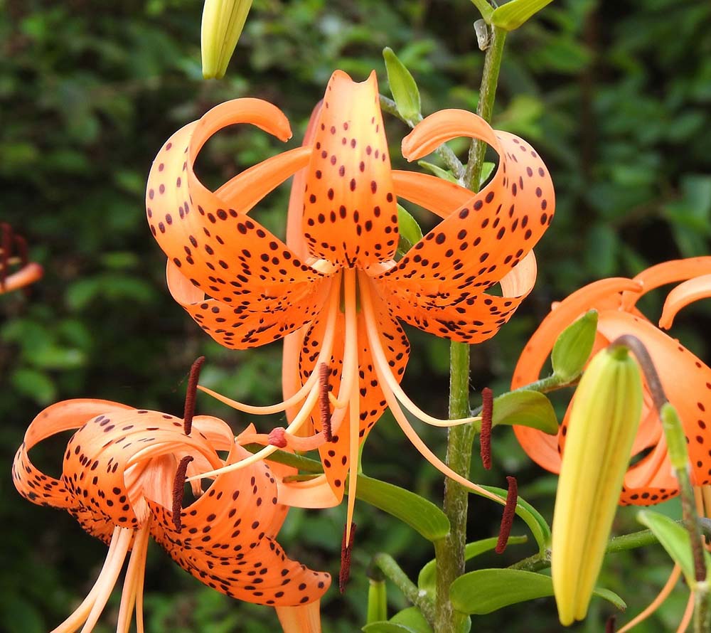 11. Lírio Tigre (Lilium Lancifolium) #decorhomeideas