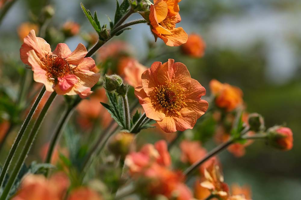 12. Geum (Avens) #decorhomeideas