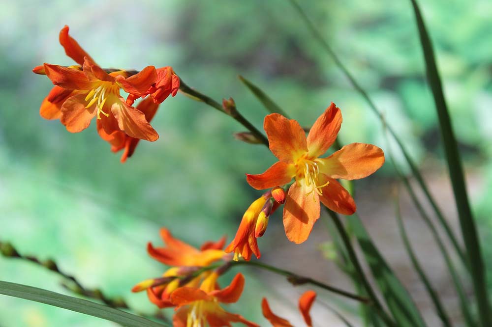 13. Crocosmia #decorhomeideas