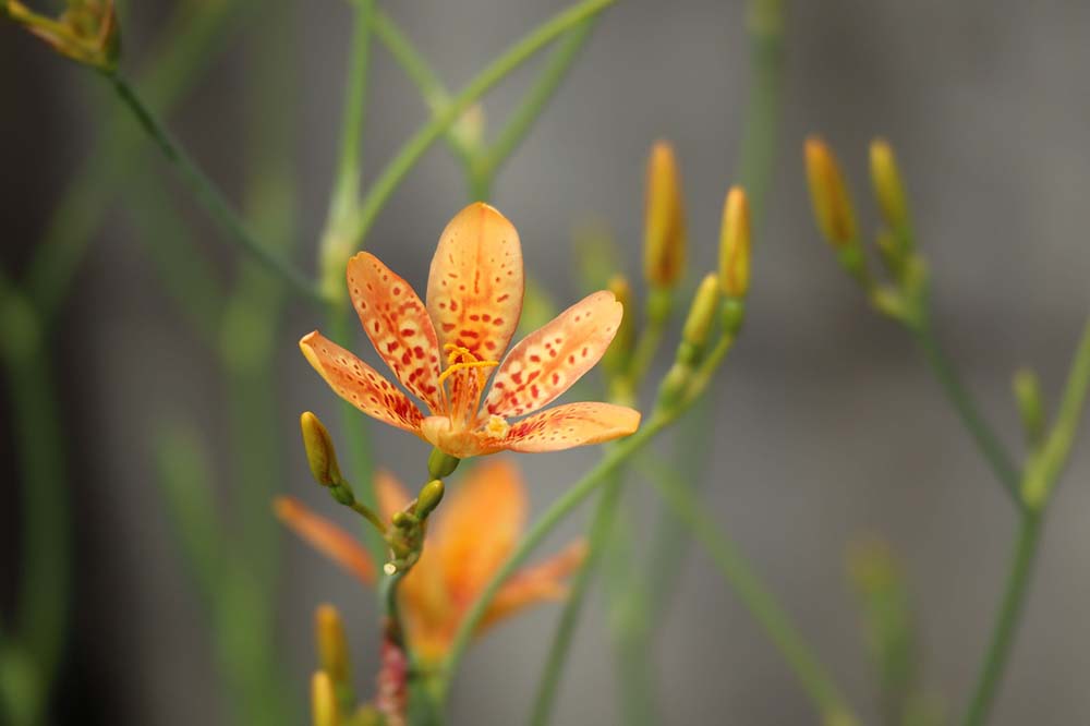 14. Blackberry Lily  #decorhomeideas