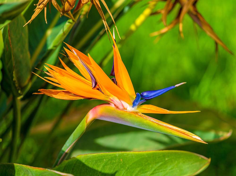 15. Bird of Paradise #decorhomeideas