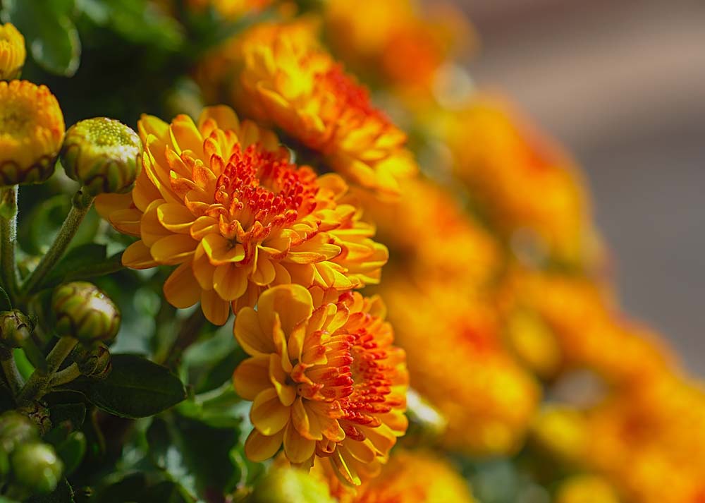 16. Chrysanthemum #decorhomeideas