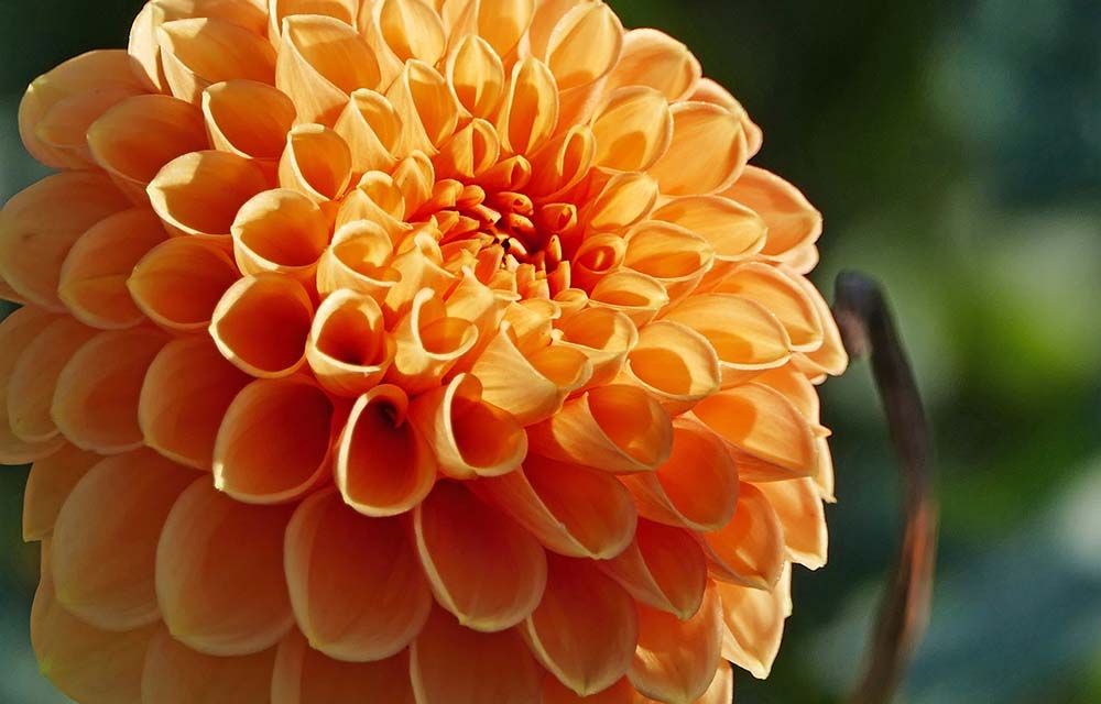 17. Dahlia #decorhomeideas