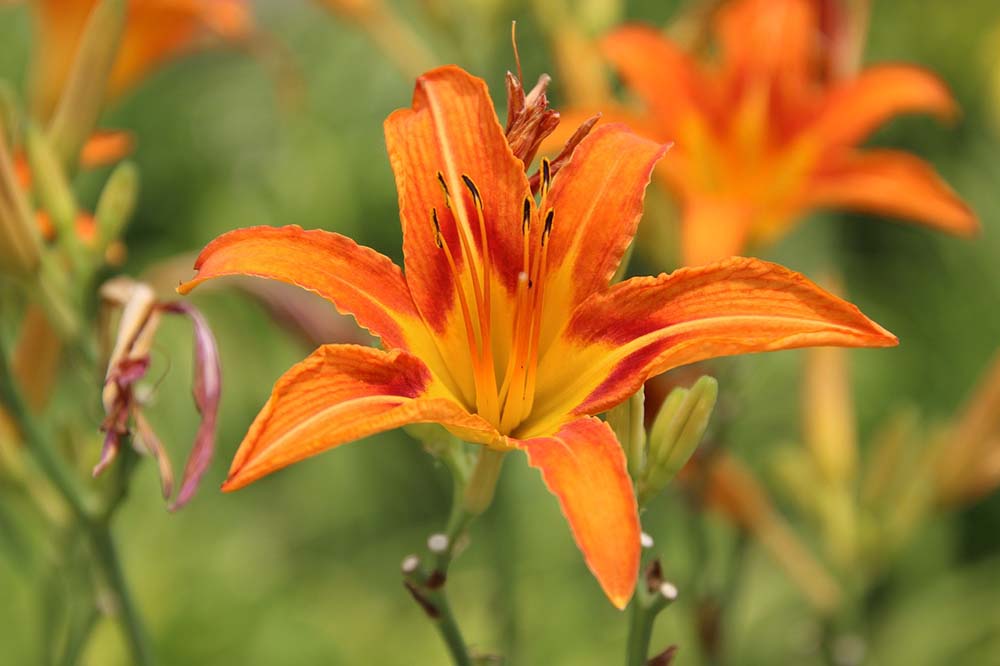 19. Orange Daylily #decorhomeideas