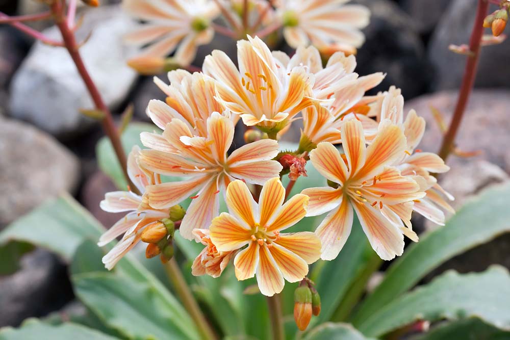 21. Rainbow Bitterroot (cotilédone de Lewisia) #decorhomeideas