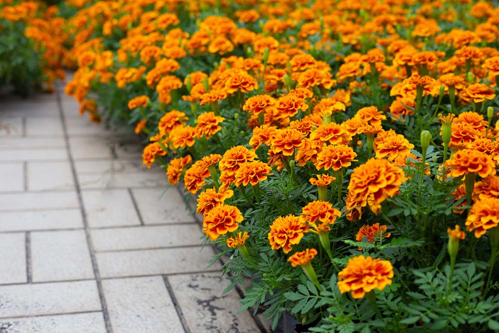 3. Marigold #decorhomeideas