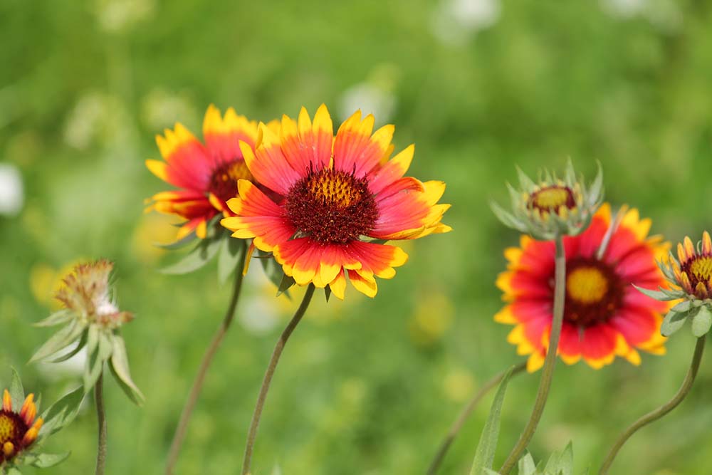 4. Blanket Flower #decorhomeideas