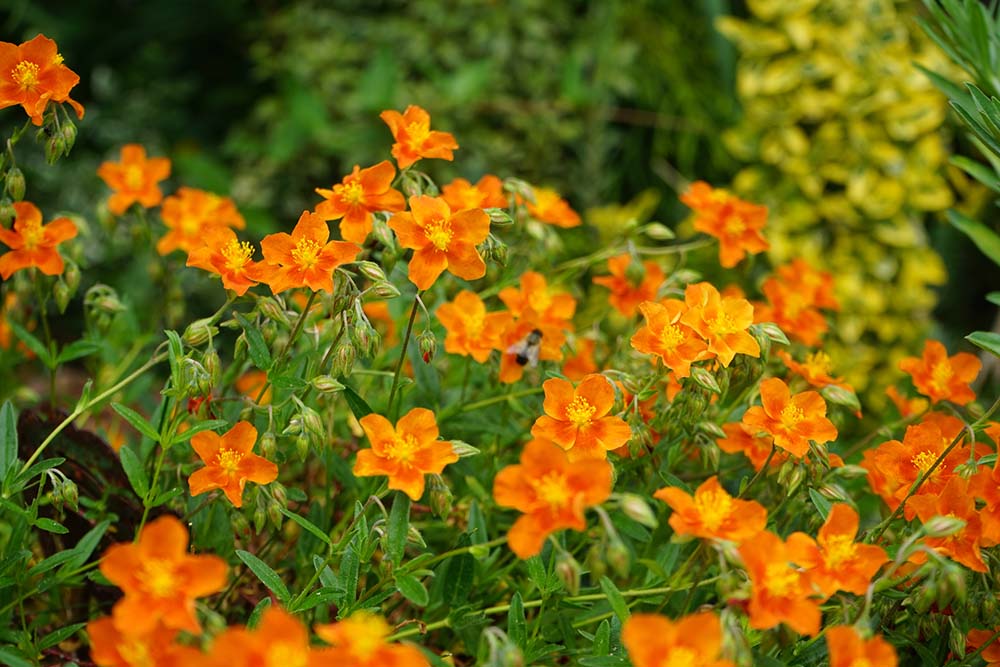 5. Rock Rose ( Helianthemum ) #decorhomeideas