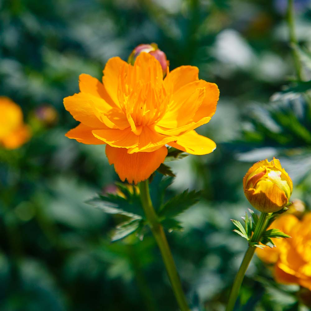 6. Orange Princess Globeflower ( Trollius ) #decorhomeideas