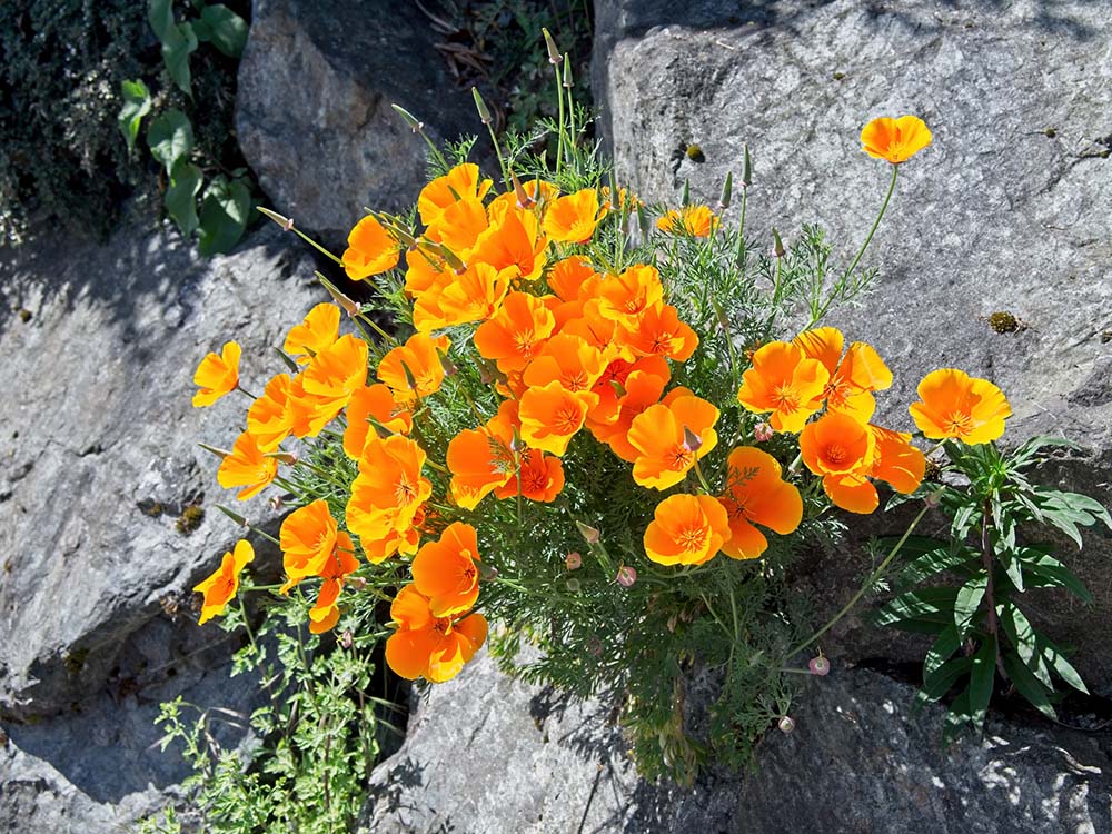 7. Flor de parede (Erysimum) #decorhomeideas