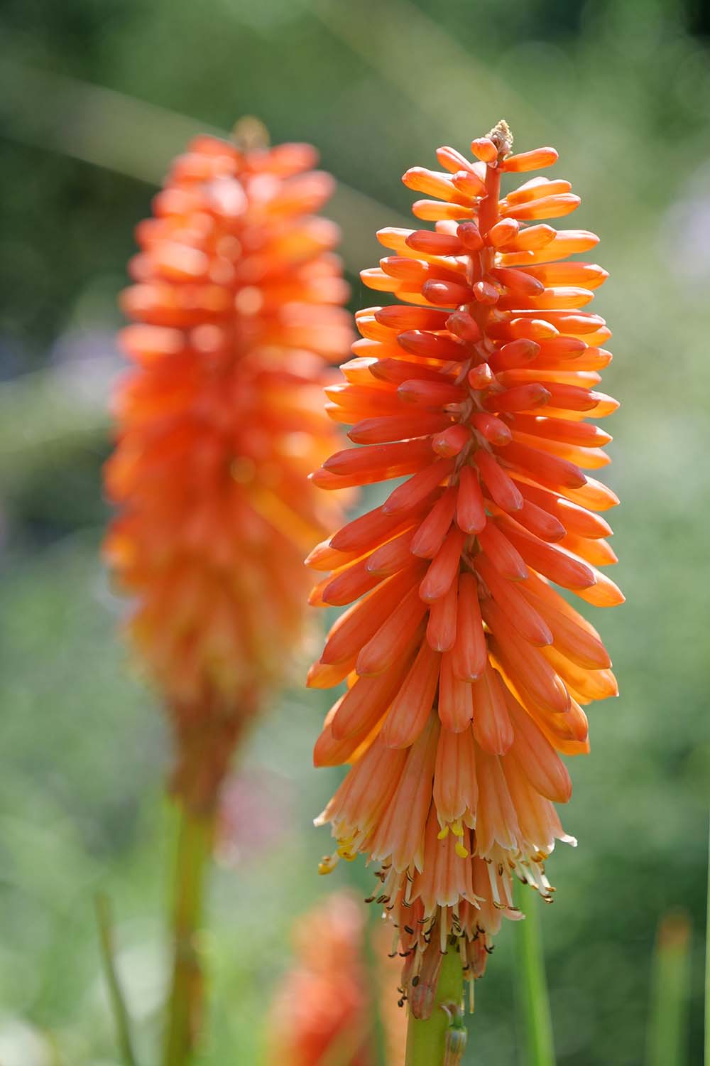 8. Lírio Tocha (Kniphofia) #decorhomeideas