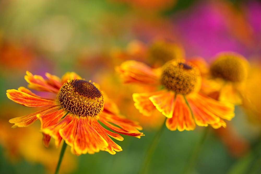 9. Espirro (Helenium) #decorhomeideas