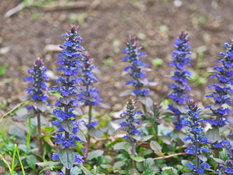 Ajuga Landscape