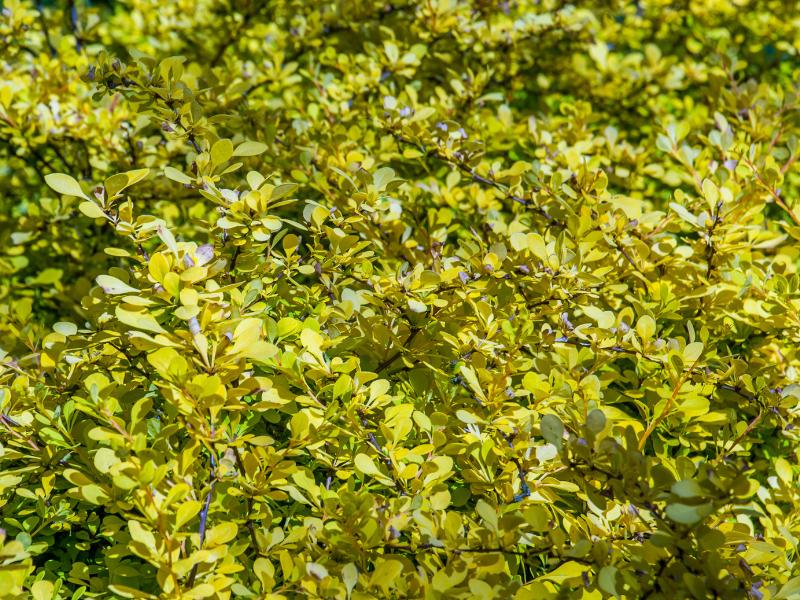 Berberis Landscape