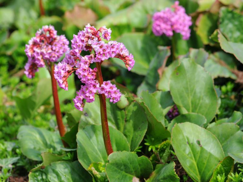 Bergenia Landscape