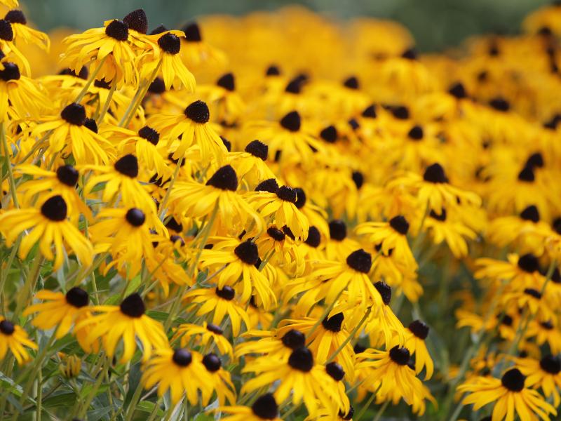 Black Eyed Susan landscape