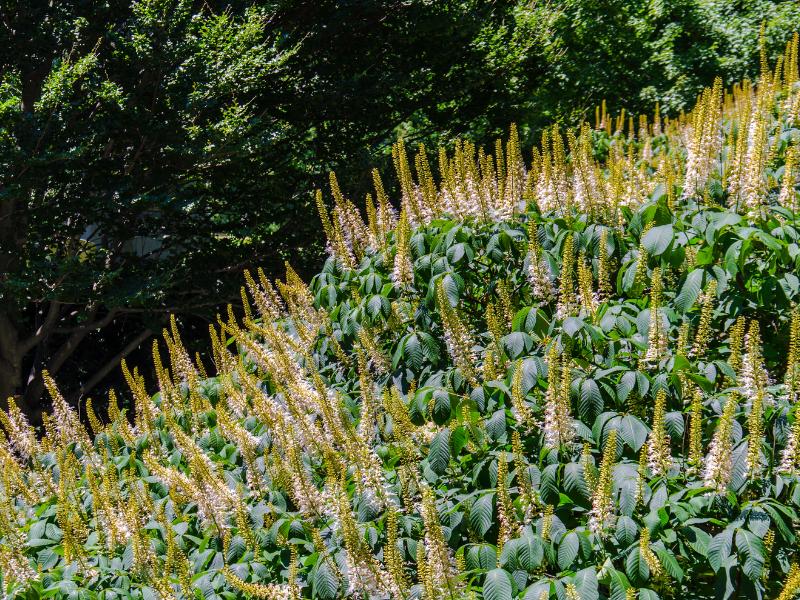 Bottlebrush Buckeye Landscape