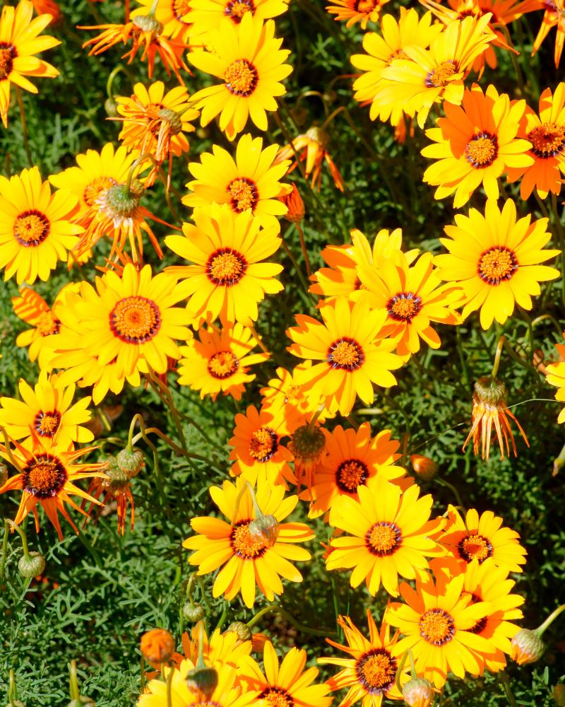 Coreopsis landscape