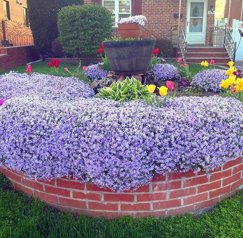 Creeping Phlox Flower Bed