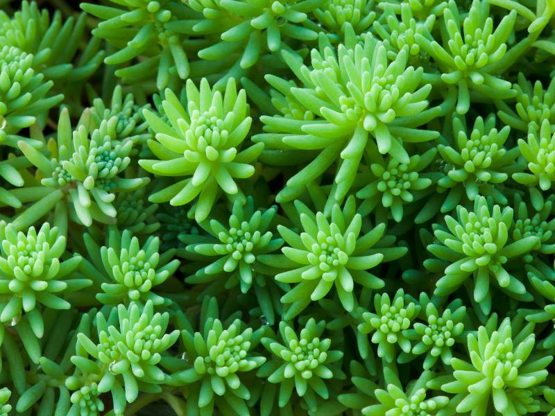 Creeping Sedum landscape