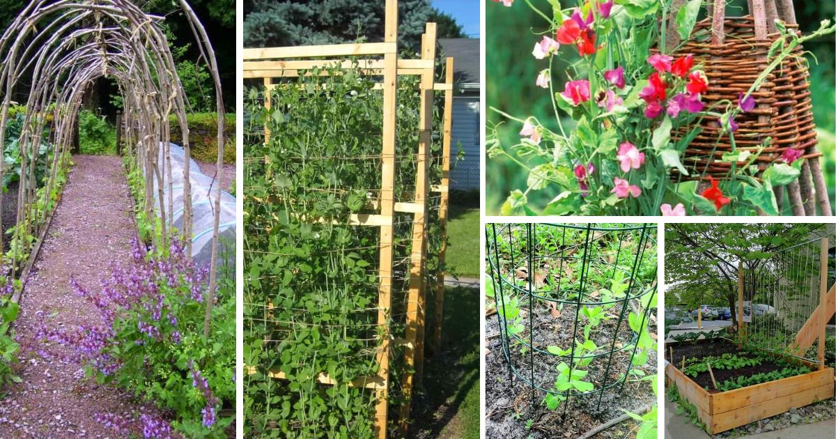 DIY Pea Trellis Ideas