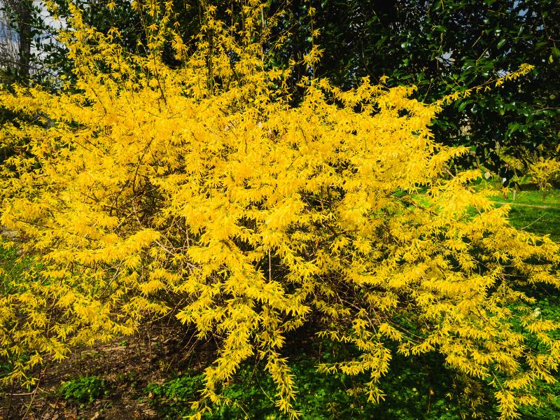 Forsythia Landscape