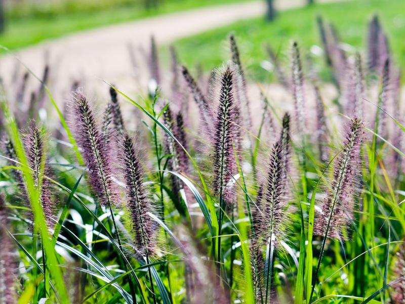 Fountain Grass landscape