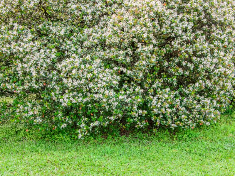 Indian Hawthorn Landscape