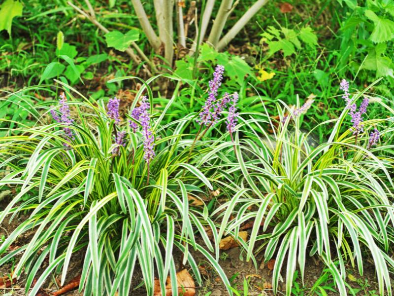 Liriope Monkey Grass landscape