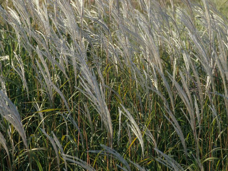 Maiden Grass andscape