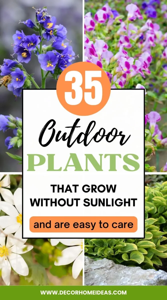 Explore the Beauty of Nature with These 35 Outdoor Plants That Thrive Without Sunlight. From Shade-Loving Flowers to Low-Light Foliage, Discover How to Create a Lush and Vibrant Garden in Shady Areas with These No-Sun Plants