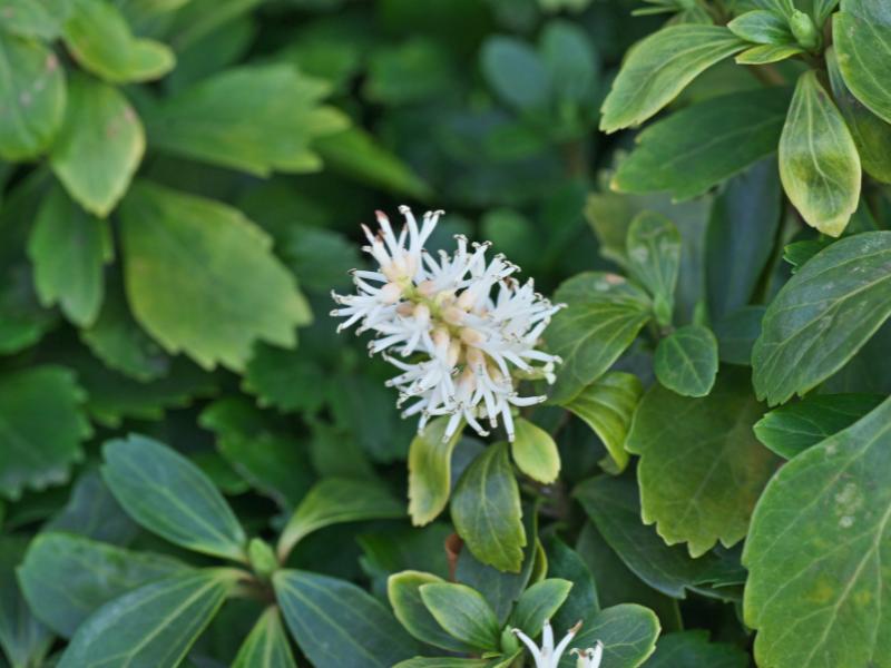 Pachysandra landscape