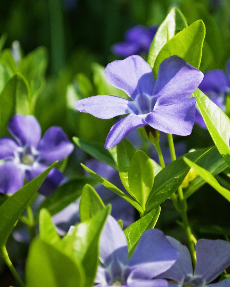 Periwinkle Landscape