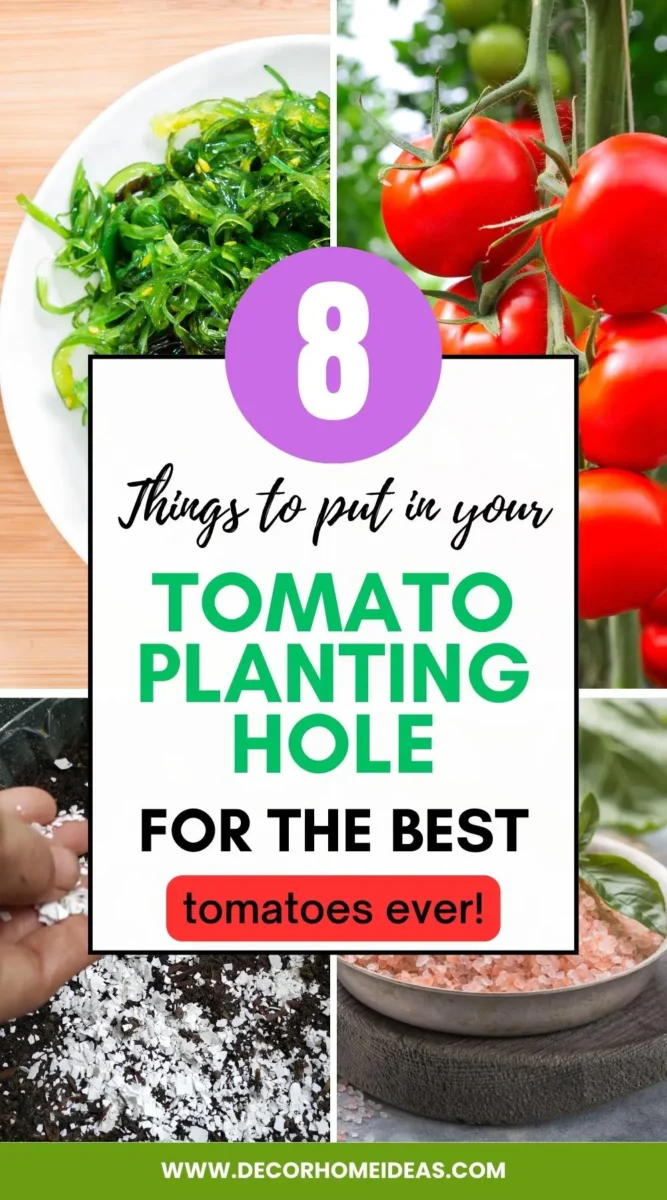 If you're aiming for the tastiest and largest tomatoes and hoping for a bountiful harvest, try adding these items into the planting hole before placing your tomato plant.