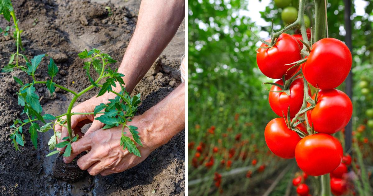 Put These Things In Tomato Planting Holes