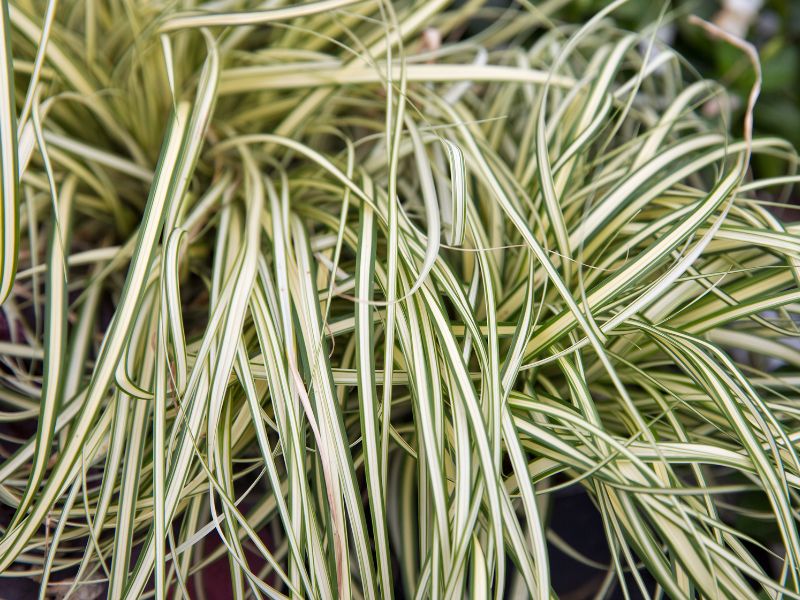 Ribbon Grass Landscape