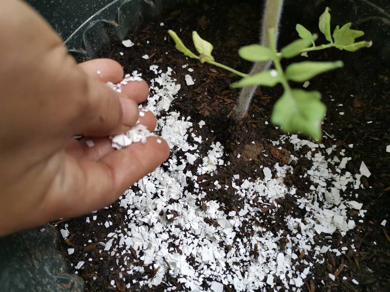 Tomato Holes Planting Tips 2