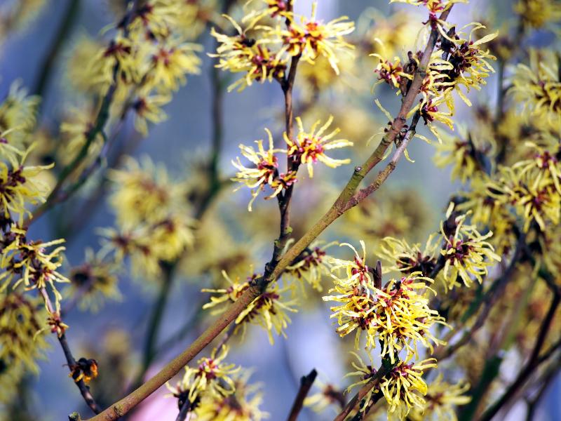 Witch Hazel landscape