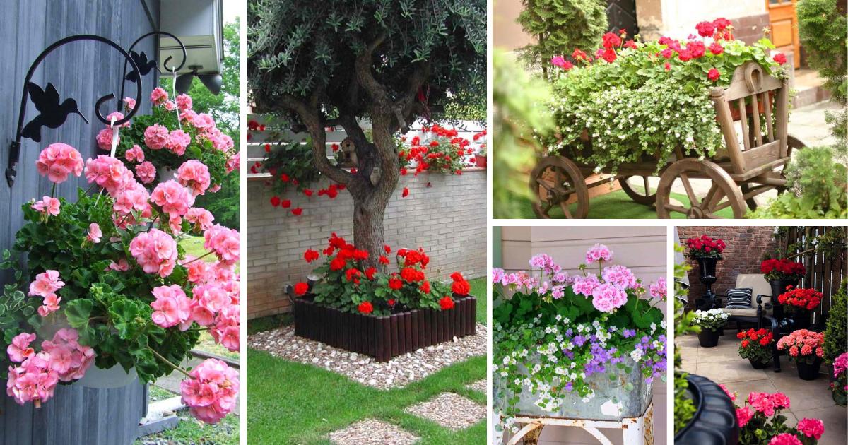 geranium landscaping ideas