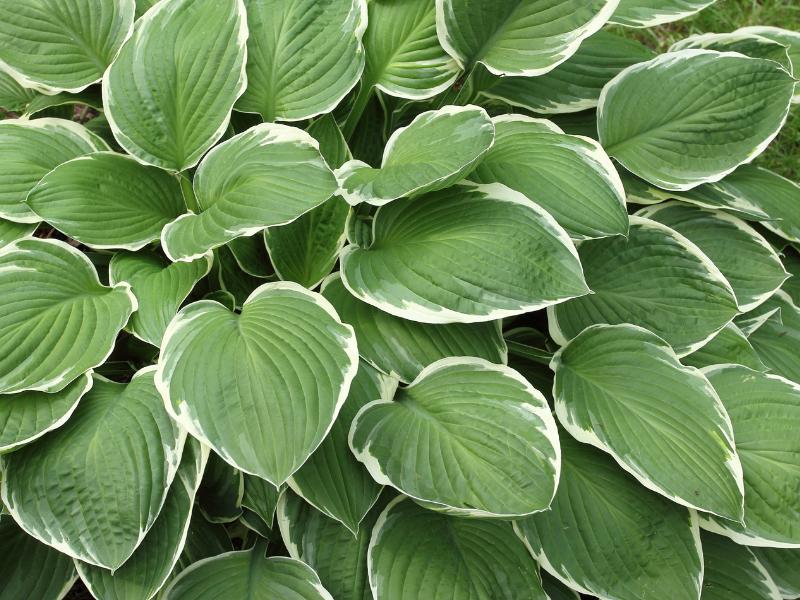 hosta landscape