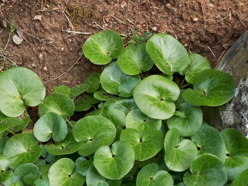 plantas ao ar livre sem luz solar 10