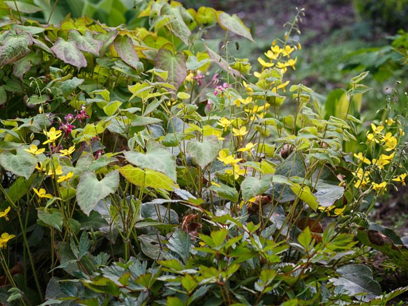 plantas ao ar livre sem luz solar 11