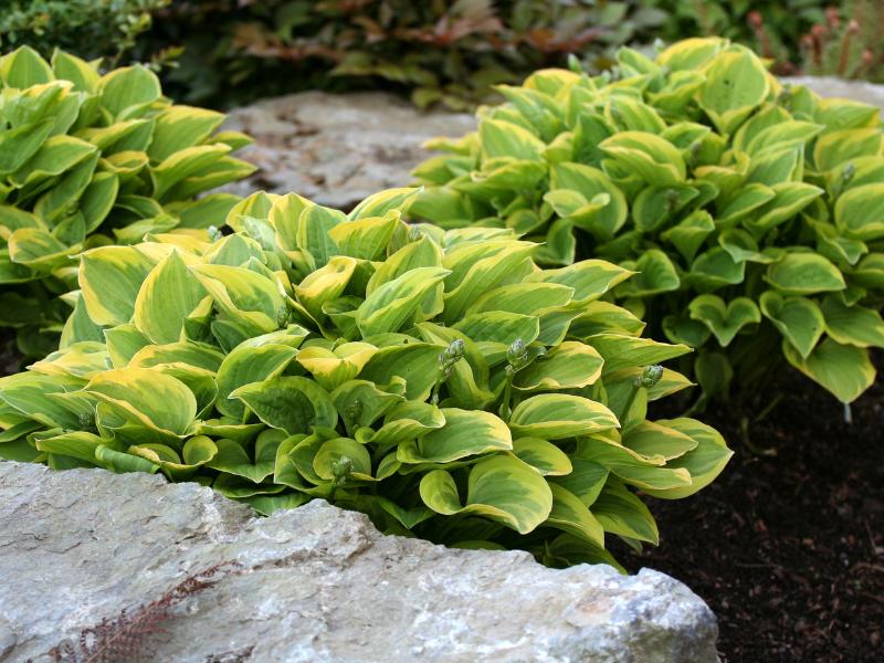 plantas ao ar livre sem luz solar 14