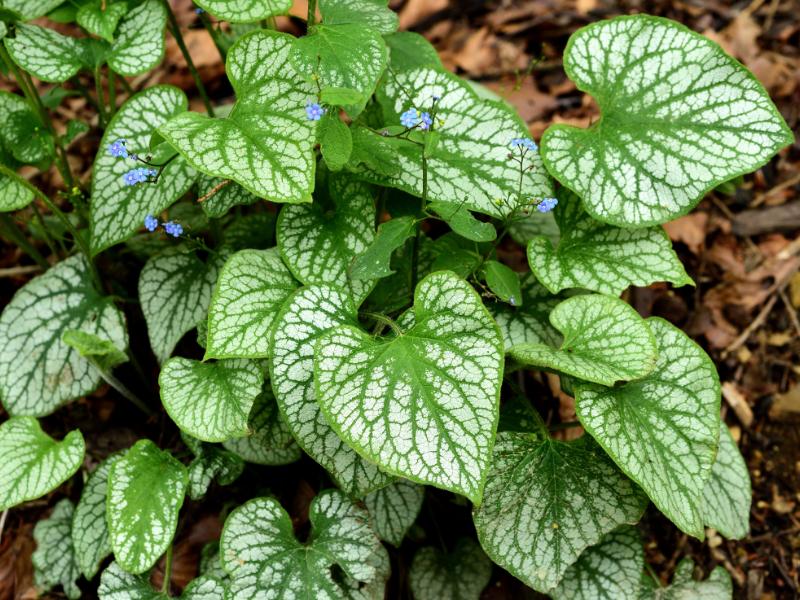 plantas ao ar livre sem luz solar 15