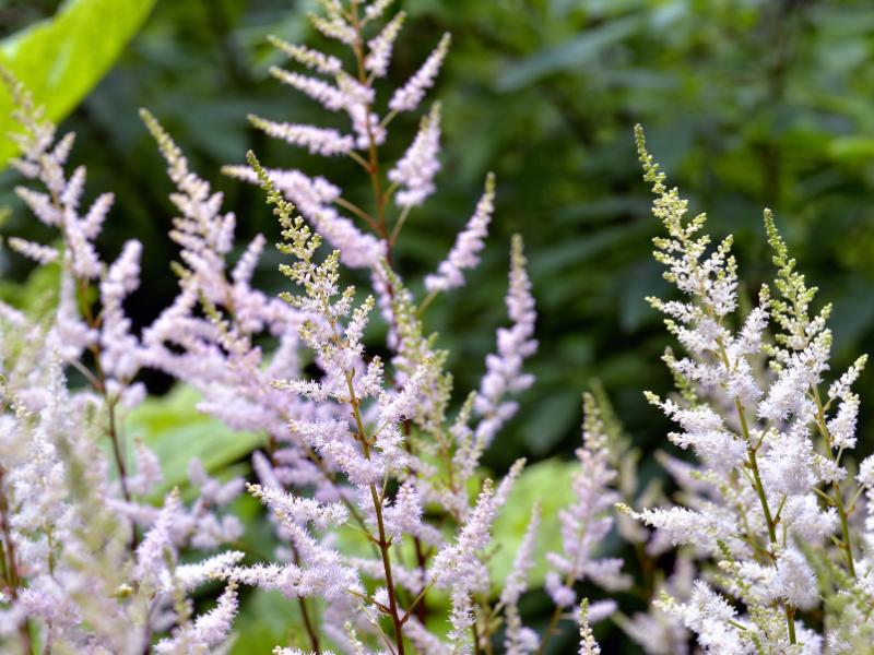 plantas ao ar livre sem luz solar 2