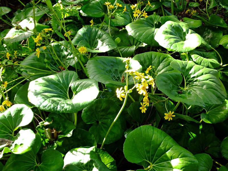 plantas ao ar livre sem luz solar 21