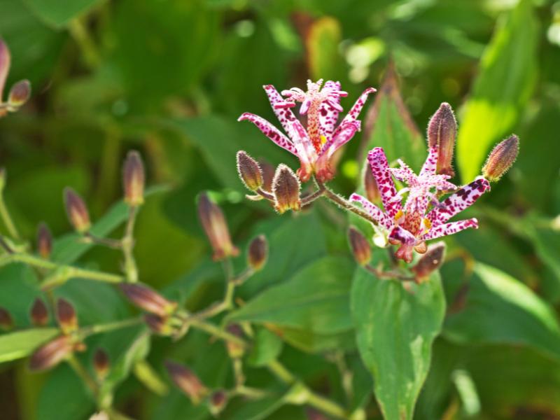 outdoor plants no sunlight 6