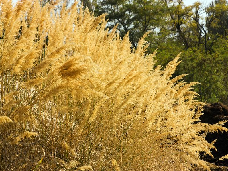 sedge Landscape