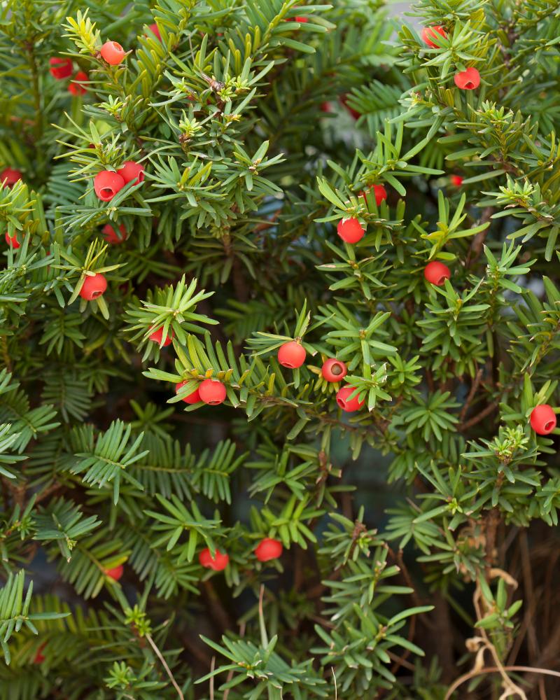 yew landscape