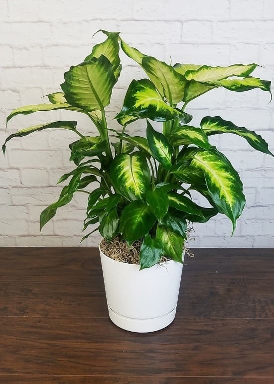 Dumb Cane (Dieffenbachia)